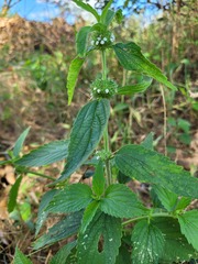 Leucas neuflizeana