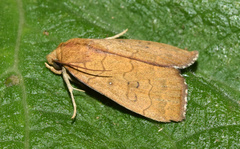 Anomis luperca