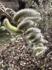 Salix gracilistyla