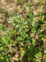 Agathisanthemum bojeri