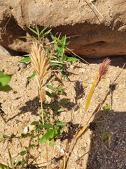 Eragrostis patens