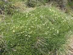 Astragalus angustifolius balcanicus