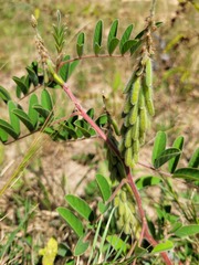 Indigofera astragalina