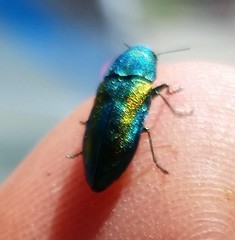 Chrysophana placida