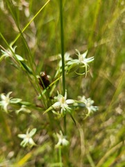 Habenaria nyikana