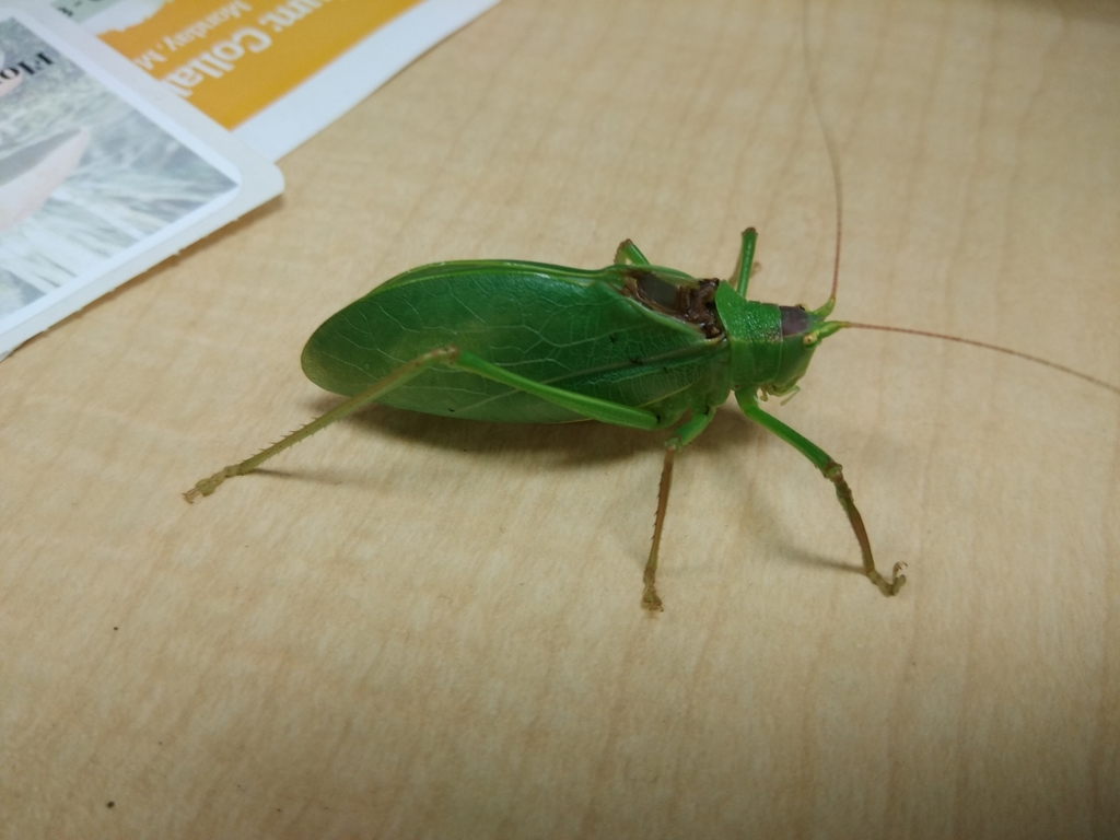 Florida True Katydid