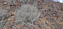 Carlina xeranthemoides
