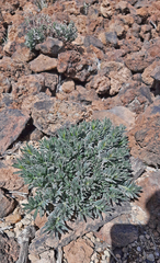 Helianthemum juliae