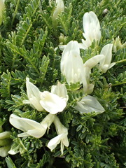 Astragalus angustifolius balcanicus