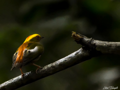 Machaeropterus pyrocephalus