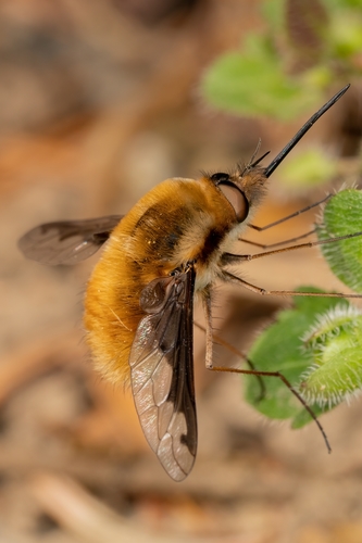 Didžioji Zvimbeklė nuotrauka