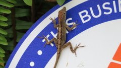Anolis sagrei