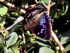 Charaxes xiphares occidentalis