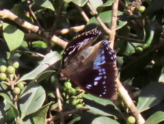 Charaxes xiphares occidentalis