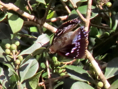 Charaxes xiphares occidentalis