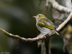 Machaeropterus pyrocephalus