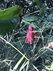 Lapageria rosea