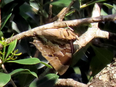 Charaxes xiphares occidentalis