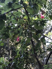 Lapageria rosea