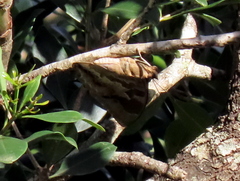 Charaxes xiphares occidentalis
