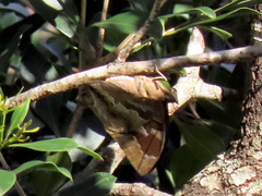 Charaxes xiphares occidentalis