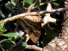 Charaxes xiphares occidentalis