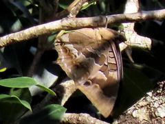 Charaxes xiphares occidentalis