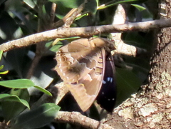 Charaxes xiphares occidentalis