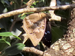 Charaxes xiphares occidentalis