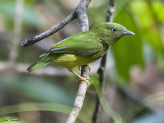 Lepidothrix nattereri