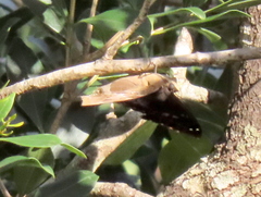 Charaxes xiphares occidentalis