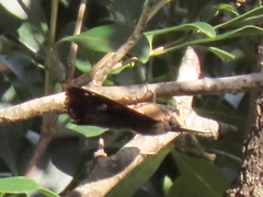 Charaxes xiphares occidentalis