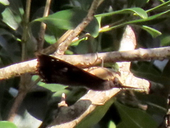 Charaxes xiphares occidentalis