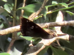 Charaxes xiphares occidentalis