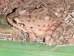 Leptodactylus labyrinthicus