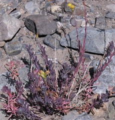 Senecio covasii