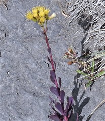 Senecio covasii