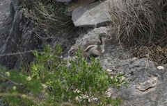 Ammospermophilus interpres