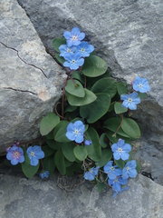 Omphalodes luciliae