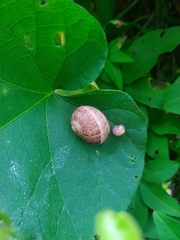 Cornu aspersum