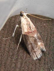 Acrobasis palliolella