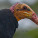 Greater Yellow-headed Vulture - Photo (c) Lilian Tomazelli, some rights reserved (CC BY-NC), uploaded by Lilian Tomazelli