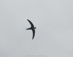 Panyptila cayennensis