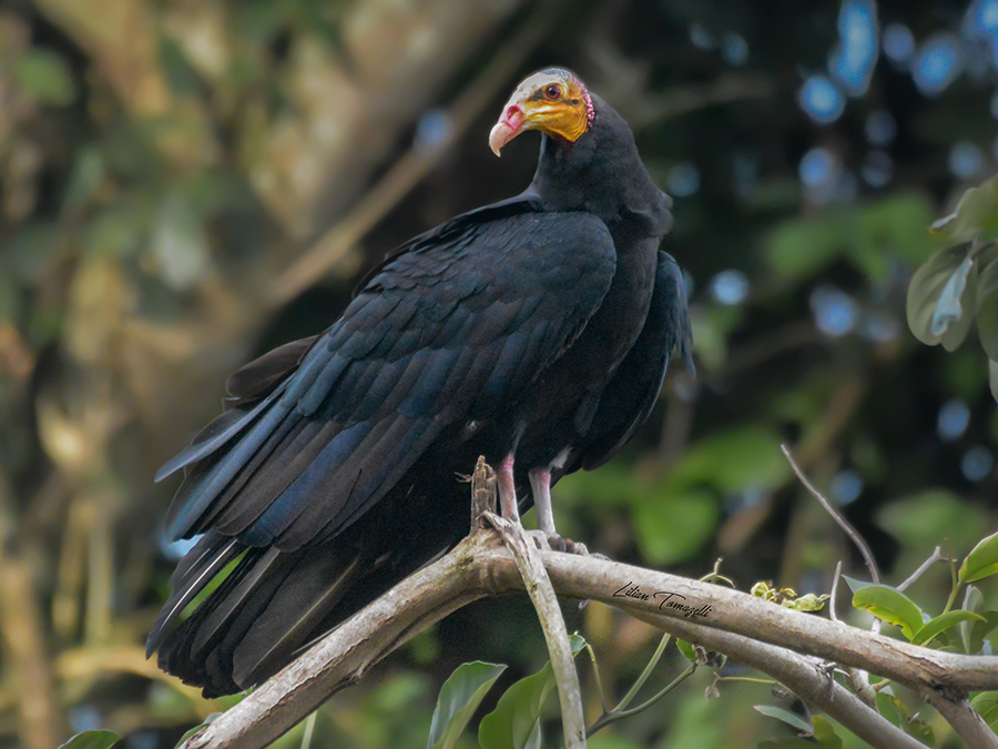 Greater Yellow-Headed Vulture