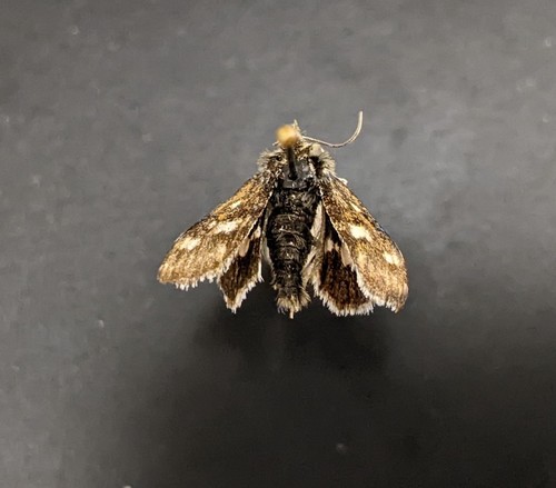iNaturalist observation photo of Small Heliothodes Moth