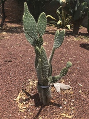 Opuntia