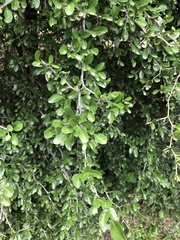 Condalia buxifolia