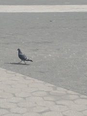 Columba livia domestica
