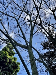 Ceiba insignis