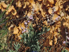 Limoniastrum monopetalum